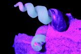 Fluorescent Fossil Gastropods in Limestone - Russia #174901-8